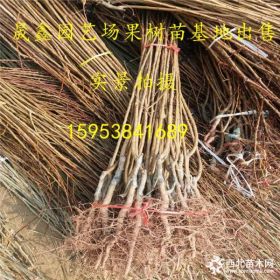 3公分桃樹苗多少錢一棵 新品種桃樹苗的優(yōu)勢 桃樹苗基地