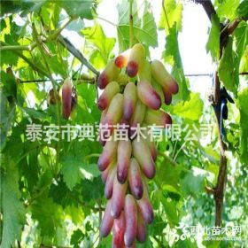 美人指葡萄苗 美人指葡萄苗價(jià)格 植株健壯