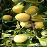 黃金蜜桃樹苗出售 黃金蜜桃苗1-4號苗圃全有價(jià)格便宜