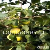 黃金蜜桃樹苗1號黃金蜜2號黃金蜜3號黃金蜜4號桃樹苗價(jià)格