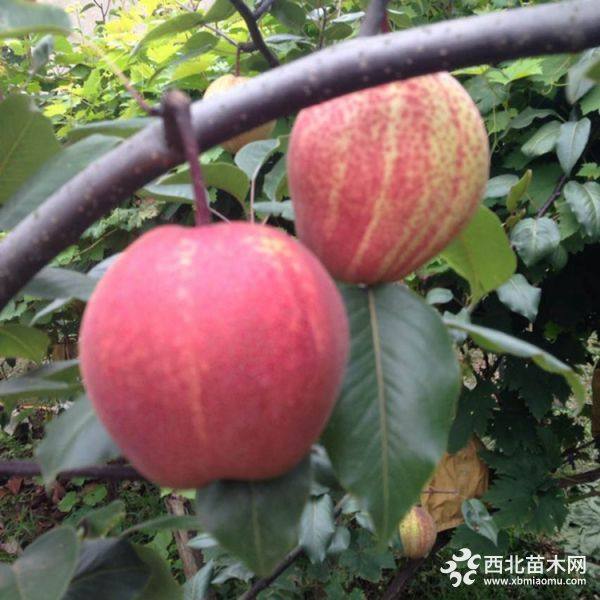 早酥紅梨樹(shù)苗