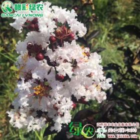 美国三红紫薇新品种  飞雪紫叶紫薇 红叶红花紫薇