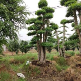 風(fēng)水長(zhǎng)青樹(shù)種植庭園  別墅 小區(qū) 造型小葉女貞 造型赤楠