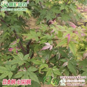 彩叶红枫新品种 日本红枫-幻彩 三季红红枫工程树苗