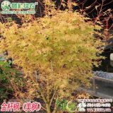 彩葉紅楓新品種 金桿楓 美楓 冬季觀枝 三季紅紅楓工程樹苗