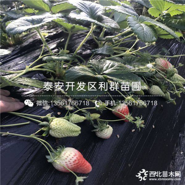 奶油草莓苗批发