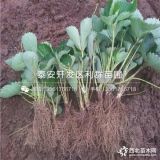 妙香草莓苗、妙香草莓苗新品种、妙香草莓苗价格是多少