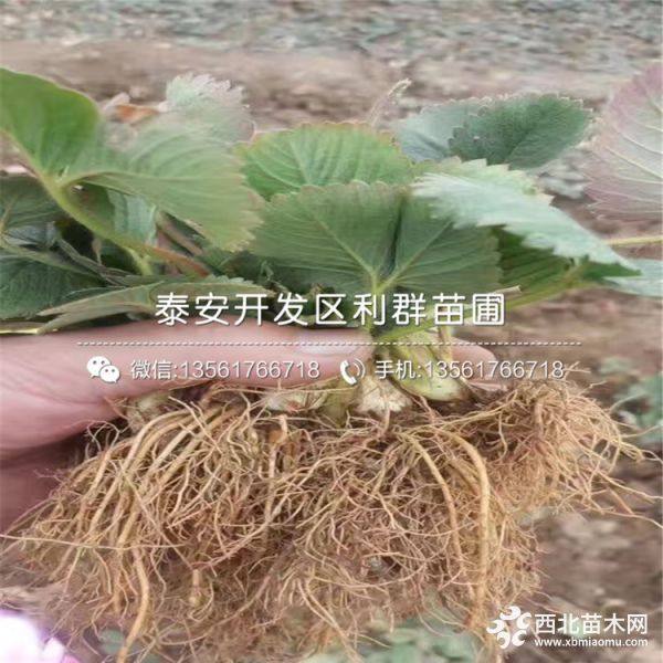 出售大棚草莓苗