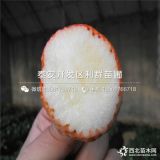 白草莓苗价格、白草莓苗新品种、白草莓苗哪里有卖的