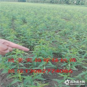 中油19号桃树苗哪里有卖的,山东桃树苗基地,桃树苗哪里有价格