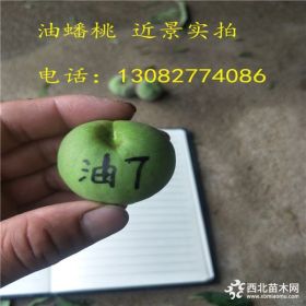 黄金蜜4号桃苗多少钱一棵,冬桃树苗品种介绍,桃树苗哪里有价格