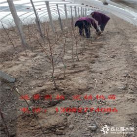 油蟠7号桃苗多少钱一棵,山东桃树苗基地,桃树苗哪里有价格多少