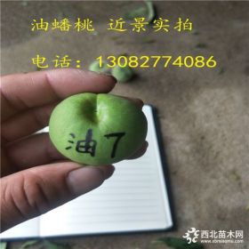 黄菊油桃树苗多少钱一棵,山东桃树苗基地,桃树苗哪里有价格多少