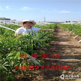 鲁星油桃树苗哪里有卖的,山东桃树苗基地,桃树苗哪里有价格多少