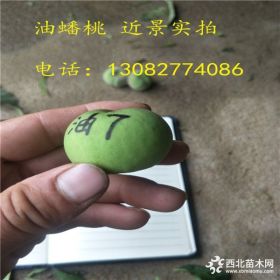 鲁星油桃树苗哪里有卖的,冬桃树苗品种介绍,桃树苗哪里有价格多