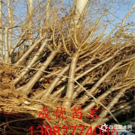 黄金蜜4号桃苗哪里有卖的,山东桃树苗基地,桃树苗哪里有价格多