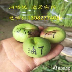 新品种桃树苗大全哪里有卖的,山东桃树苗基地,桃树苗哪里有价格