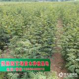 求購花椒苗 大紅袍花椒苗一棵多少錢