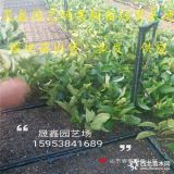 基地出售吉塞拉6号小苗 吉塞拉12号组培苗哪里有卖的价格多少