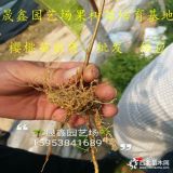 吉塞拉6號(hào) 吉塞拉12號(hào)出售價(jià)格 吉塞拉矮化砧木櫻桃苗批發(fā)價(jià)