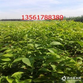 1公分185纸皮核桃苗价格 核桃苗种植技术报价多少钱