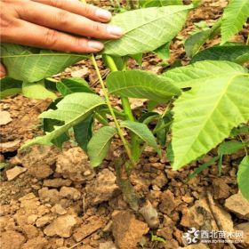 今年80 公分香玲核桃苗多少钱 香玲早实核桃苗价格