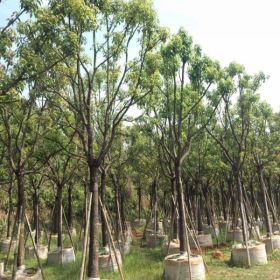 基地长期供应全冠骨架光杆袋苗移植香樟