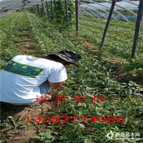 优质桃树苗多少钱一棵,山东桃树苗基地,桃树苗哪里有价格多少