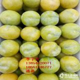 蜂糖李樹(shù)苗 蜂糖李李子苗 蜂糖李李子樹(shù)樹(shù)苗新品種