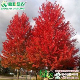 美國紅楓秋火焰 速生紅楓 長勢快紅楓新品種 美國紅楓工程樹