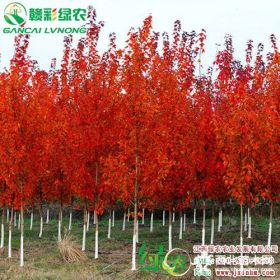 美國紅楓夕陽紅楓 速生紅楓 長勢快紅楓新品種 美國紅楓工程樹