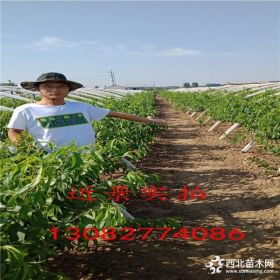 黄菊油桃树苗哪里有卖的,山东桃树苗基地,桃树苗哪里有价格多少