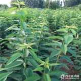 大樱桃苗价格  樱桃树哪里有 砂蜜豆樱桃苗一棵多少钱