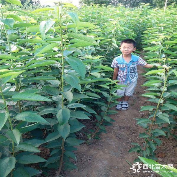 布鲁克斯樱桃树苗