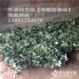 白雪公主草莓苗基地  白雪公主草莓苗多少钱一棵