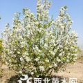 15公分八棱海棠樹(shù)價(jià)格 八棱海棠樹(shù)種植移栽管理