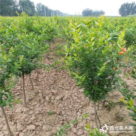 石榴苗价格  怎样种植石榴苗  石榴苗什么时候种植