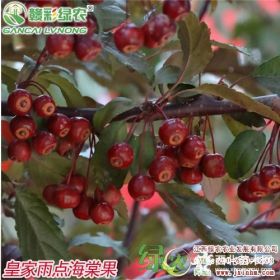 北美海棠新品種 皇家雨點(diǎn)海棠 重瓣紅花海棠 彩葉秋海棠工程樹(shù)苗