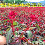 江西時令花卉  雞冠花