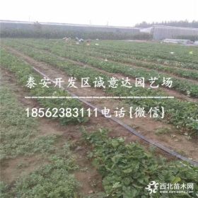 供应80万红颜草莓苗哪里便宜 红颜草莓苗大棚技术