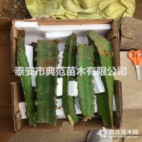 金都一号火龙果苗 金都一号火龙果苗价格 品种介绍