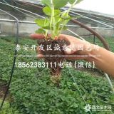 寧玉草莓苗20萬棵哪里便宜 寧玉草莓苗新價格