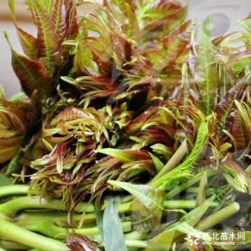 香椿苗種植1畝地需要多少棵泰安香椿苗種植基地規(guī)格全價格低