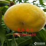 3公分秋彤桃樹(shù)苗那里有賣(mài)的 魯星桃樹(shù)苗哪里出售 中油19桃樹(shù)