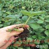 哪里卖草莓苗 2018年草莓苗多少钱一棵 草莓苗价格