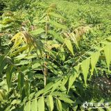 1年生香椿苗入棚能出芽子吗香椿苗价格