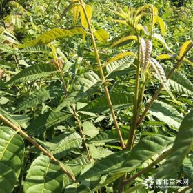 香椿苗批发我想种植香椿树苗1亩地需要多少棵香椿苗利润多少