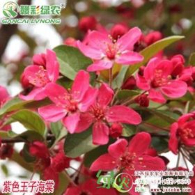 彩葉觀花海棠 紫色王子海棠 紅花北美海棠工程樹(shù)苗