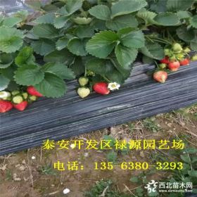 2018王子草莓苗价格多少、王子草莓苗多少钱一棵