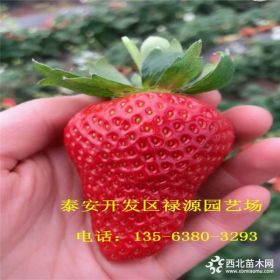 达赛莱克特草莓苗价格是多少、达赛莱克特草莓苗一棵多少钱